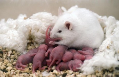 Мышь с потомством