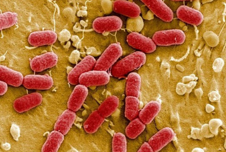 Микобактерии туберкулёза