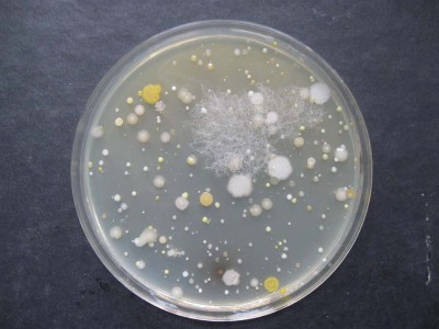 Бактериальные колонии