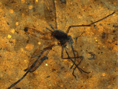 Комар возрастом 46 миллионов лет