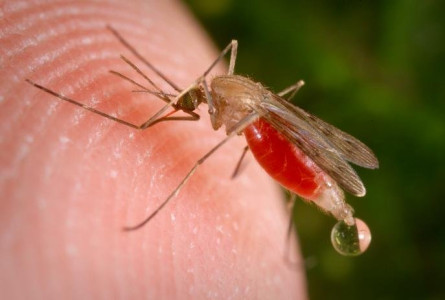 Торины борются с плазмодиями малярии
