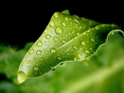 Фотосинтез и дыхание  растений
