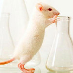 Учёные исследовали в опытах на мышах новый препарат, уменьшающий проявления аутизма
