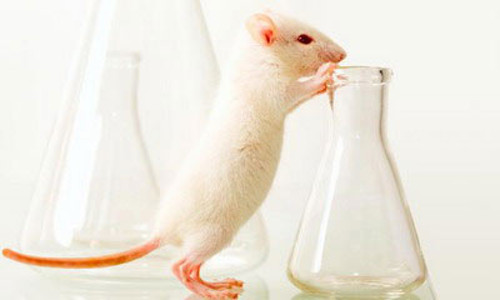 lab-mouse