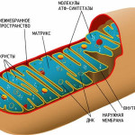 vnutricletstruk