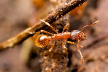 The European fire ant, Myrmica rubra